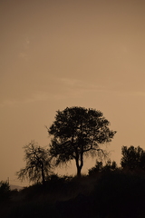 Quercus rotundifolia