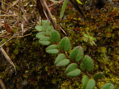 Gaultheria nummularioides