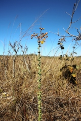 Chamaecrista brachyrachis