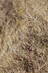 Chamaecrista brachyrachis