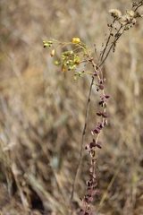 Chamaecrista brachyrachis