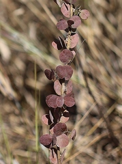 Chamaecrista brachyrachis