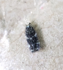 Pterygota