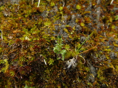 Gentiana quadrifaria