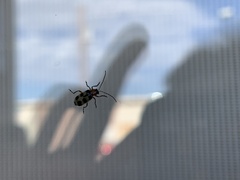 Paranapiacaba tricincta