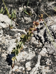 Chamaecrista brachyrachis