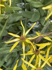 Senecioninae