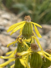 Senecioninae