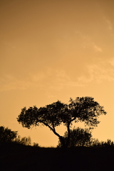 Quercus rotundifolia