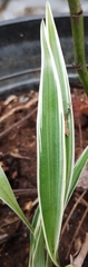Chlorophytum laxum