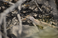Microlophus