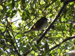 Microspingus cabanisi