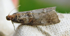 Acrobasis advenella