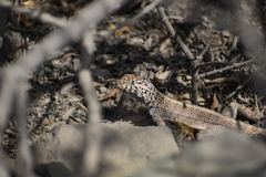 Microlophus