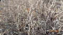 Tetradymia