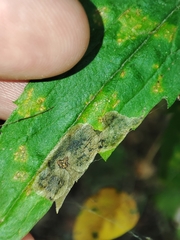 Nemorimyza posticata