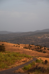Quercus rotundifolia