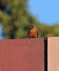 Hirundinea ferruginea