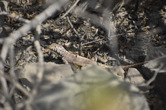 Microlophus