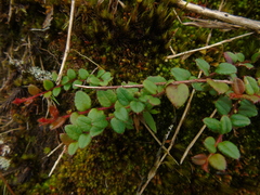 Gaultheria nummularioides