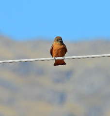 Hirundinea ferruginea