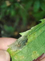 Nemorimyza posticata