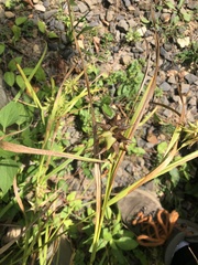 Carex grayi