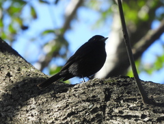 Knipolegus cyanirostris