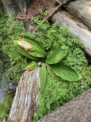 Lysichiton americanus