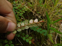 Gaultheria nummularioides