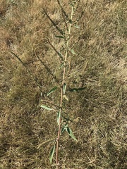 Amaranthus fimbriatus