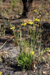 Calea multiplinervia