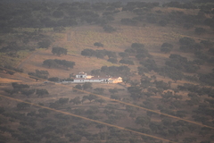 Quercus rotundifolia
