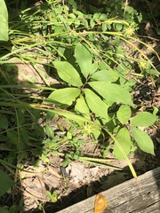 Cyperus lupulinus