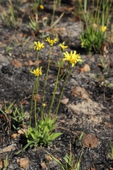 Calea multiplinervia