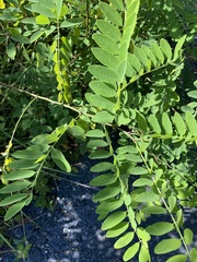 Robinia pseudoacacia
