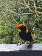 Sericulus chrysocephalus