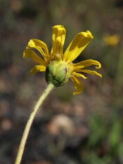 Calea multiplinervia