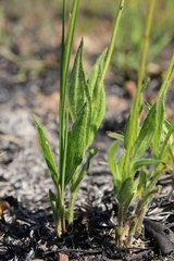 Calea multiplinervia