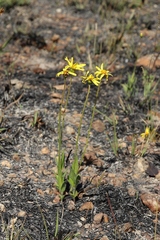 Calea multiplinervia