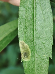 Nemorimyza posticata