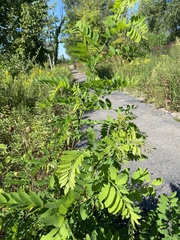 Robinia pseudoacacia