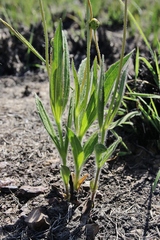 Calea multiplinervia