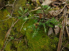 Gentiana quadrifaria