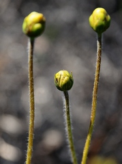 Calea multiplinervia