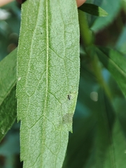 Nemorimyza posticata