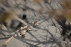 Microlophus