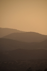 Quercus rotundifolia