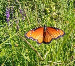 Danaus eresimus
