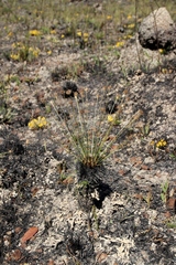 Bulbostylis paradoxa